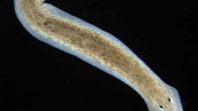 planariaDugesia_subtentaculata_1